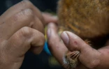 Un fourmilier nain, dans les mains de la personne chargée de le soigner, le 26 octobre 2016 au zoo de Huachipa, à Lima