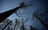 Des arbres du parc national de Drymonas, sur l'île d'Evie, un an après un incendie dévastateur, le 17 juin 2022 en Grèce