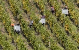 Toute les vignes seront dépouillées en une semaine, à raison de 4 descentes par jour d'une heure trente environ.