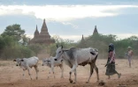 Des habitants avec leur bétail devant l'un des temples de Bagan, le 7 juillet 2024 en Birmanie