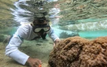 Gustavo Carrasquel, de l'ONG Azul Ambientalistas, inspecte une colonie de corail mou envahissant, Unomia stolonifera, sur la plage de Valle Seco,  près de lle 21 avril 2023