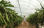 L'agriculteur Irakli Shkoza dans la serre de sa ferme où poussent des fruits du dragon, à Divjake, en Albanie, le 1er juillet 2025