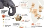 Carte et graphiques évoquant le commerce illégal et la destruction d'ivoire en Afrique