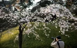 Partout, la même fièvre s'empare des Japonais, qui se pressent en foule dans les parcs pour pique-niquer sous les cerisiers en fleurs et les contempler.