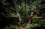 Abattage d'un arbre affecté par la sécheresse dans la forêt de Cormaranche-en-Bugey, le 8 juin 2023 dans l'Ain