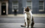 Le chat Larry devant le 10, Downing Street, la résidence officielle du chef de gouvernement britannique, le 9 février 2026 à Londres
