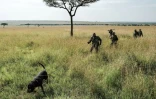 Des rangers et un chien à la chasse de braconnier dans la célèbre réserve kényane du Maasai Mara, dans le sud du Kenya, le 24 janvier 2018