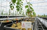 Des plants de vigne dans une serre bioclimatiqu, le 17 juin 2025 à Blancs-Coteaux, dans la Marne
