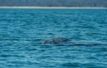Une baleine et son baleineau apparaissent Ă la surface dans la baie du cap Cod, au large du Massachussets, le 5 avril 2022