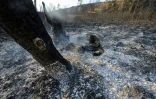 Des arbres et de la végétation calcinés après un incendie près de la localité de Fontjoncouse, dans l'Aude, le 8 août 2025 