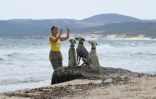 La vétérinaire Olfa Abid et des lévriers sloughis sur une plage à Cap Angela, dans la région de Bizerte, le 22 mai 2025 en Tunisie