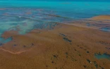 Des algues sargasses au large de la ville du Gosier, le 23 avril 2018 en Guadeloupe