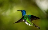 Un colibri jacobin dans la réserve de biosphère de Choco Andino de Pichincha en Equateur, en septembre 2021