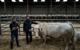 Jean-Marie Goujat (c) et son frère Laurent avec leur vache Idéale, le 27 janvier 2020 dans leur ferme de Cours-la-Ville, dans le Rhône