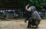Un éléphant lors d'un exercice au zoo de Dehiwala, près de Colombo, le 18 juin 2016