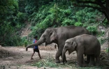 Un mahout nourris deux éléphants, une mère et son petit, le 4 juin 2020 à Baan Na Klang, en Thaïlande