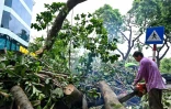 Un homme abat un arbre tombé dans une rue de Hanoï le 9 septembre 2024, après que le typhon Yagi a balayé le nord du Vietnam