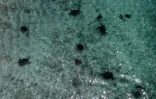 Vue aérienne de tortues de mer aux Galapagos, le 14 avril 2021