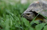 Une tortue nommée Birken dans un champ à Kalyvia Thorikou après avoir été relâchée, le 29 septembre 2023  en Grèce