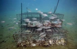 La "biohut", cage faite de grillages et de coquilles d'huîtres, sert pendant quelques jours de nursery à des poissons réacclimatés à leur milieu naturel.