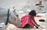 Une fillette met son repas hors de portée d'une vache cherchant de la nourriture dans une rue de Noida, en Inde, le 7 décembre 2020