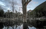 Des arbres morts après que des castors ont mangé leurs troncs, près de Puerto Williams