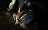Un membre de l'association environnementale Oulanga Na Nyamba mesure une tortue de mer le 8 juin 2018, sur une plage de Mayotte