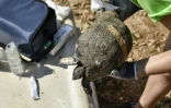 La vétérinaire Cleopatra Gkika applique une crème antiseptique sur la patte blessée d'une tortue, le 29 septembre 2023 à Kalyvia Thorikou, en Grèce