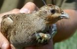 La perdrix fait partie des oiseaux qui se raréfient dans les campagnes, selon une étude récente du
CNRS et du Museum d'histoire naturelle