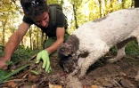 Zeljko Zgrablic, mycologue, cherche des truffes avec son chien dans la forêt près de Motovun, le 27 octobre 2021 en Croatie
