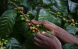 Le café a sauvé la forêt tropicale, à Gorongosa le 20 mai 2022
