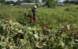 Un agriculteur travaille à la ferme agro-écologique "La Burgambilia" à Caimito, dans la province d'Artemisa, le 25 juin 2026 à Cuba