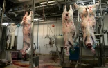 Abattoirs : La commission d'enquête parlementaire révèle ses conclusions
