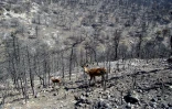 Des cerfs au milieu d'une forĂȘt brĂ»lĂ©e dans le parc national du massif montagneux du ParnĂšs, au nord d'AthĂšnes, le 19 juillet 2007