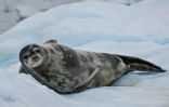Un phoque se repose sur un morceau de glace en Antarctique, le 24 janvier 2024.
