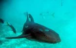 Un requin-nourrice dans un récif corallien de la réserve marine Hol Chan, à Ambergris Cay, le 7 juin 2018 au Belize