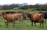 Gestion de l'eau, défense contre le loup, réintroduction de pesticides interdits... Avec de nombreuses mesures qui irritent jusqu'au gouvernement, l'examen du projet de loi d'urgence agricole au Sénat promet de raviver les clivages