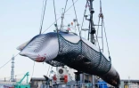 Une baleine est chargée par une grue dans le port de Kushiro, le 4 septembre 2017.