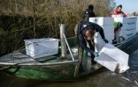Des pêcheurs et des techniciens relâchent des civelles dans la Loire à Saint-Martin-de-la-Place, le 14 février 2025 en Maine-et-Loire