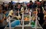 Des jeunes fans se précipitent sur les peluches Pokémon au premier jour du "Pokémon World Championships" à Washington, le 16 août 2019