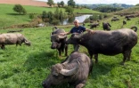 Francis Bony, éleveur et producteur de lait, avec ses bufflonnes dans un pâturage à Almont-les-Junies, le 29 août 2018 dans l'Aveyron