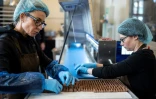 Des employées préparent un plateau de la célèbre friandise chocolatée gianduiotto au laboratoire de Guido Castagna, à Giaveno, près de Turin, le 12 décembre 2023 dans le nord-ouest de l'Italie