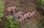 Image tirée d'une vidéo diffusée le 7 juin 2021 par la télévision chinoise CCTV d'un groupe d'éléphants sauvages se reposant dans une forêt près de Kunming, dans le sud-ouest de la Chine, après s'être échappés d'une réserve 