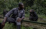 Un gardien du centre joue avec un chimpanzé, le 14 février 2022