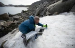 Eric Marechal, directeur de recherche au CNRS, examine les couches d'algues dans la neige, dans le Scoresby Fjord, le 14 août 2023 au Groënland