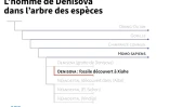 L'homme de Denisova dans l'arbre des espèces