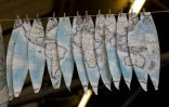 Des cartographies peintes à la main sur des bandes de papier de forme ovale sèchent à l'atelier de Bellerby and Co, le 19 juillet 2019 à Londres
