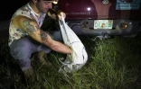 Le chasseur Enrique Galan met dans un sac  un python birman qu'il vient d'attraper dans le parc national des Everglades, le 11 août 2022 en Floride