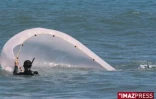 pêche bichique