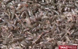 pêche bichique